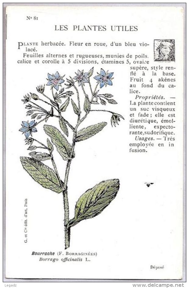 CPA - Les Plantes Utiles- N° 81 - Bourrache - Plantes Médicinales