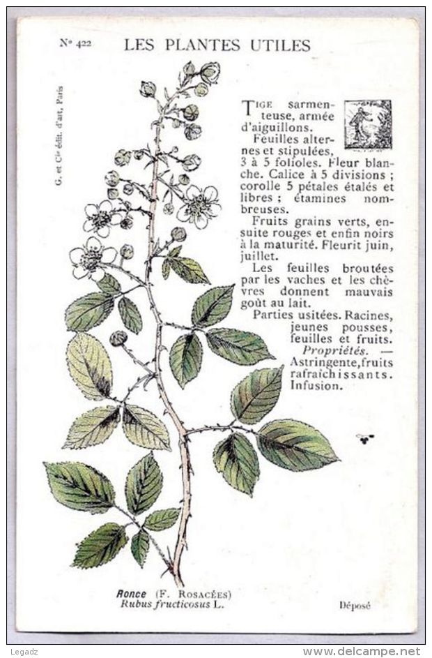 CPA - Les Plantes Utiles- N° 422 - Ronce - Plantes Médicinales