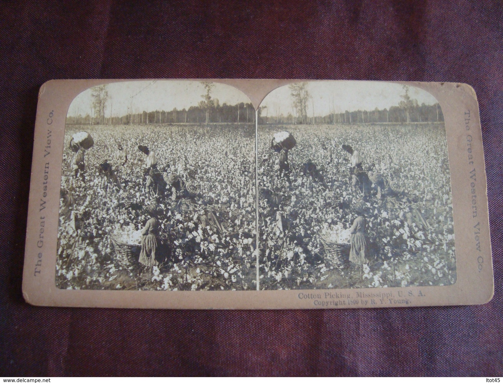 Photo Stéréoscopiques COTTON PICKING MISSISSIPPI U S A Copyright 1899 By R Y Young THE GREAT WESTERN VIEW - Fotos Estereoscópicas