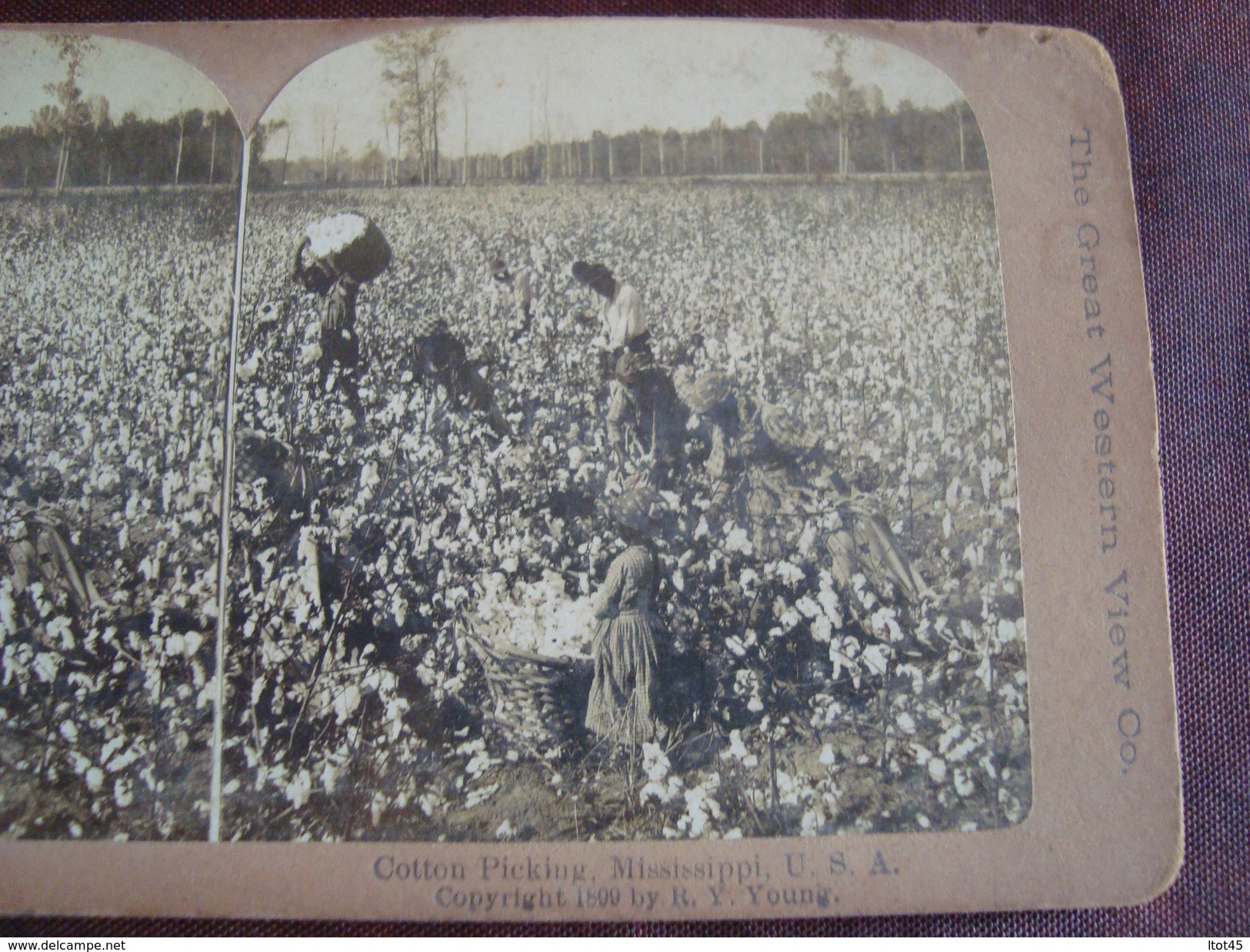 Photo Stéréoscopiques COTTON PICKING MISSISSIPPI U S A Copyright 1899 By R Y Young THE GREAT WESTERN VIEW - Fotos Estereoscópicas