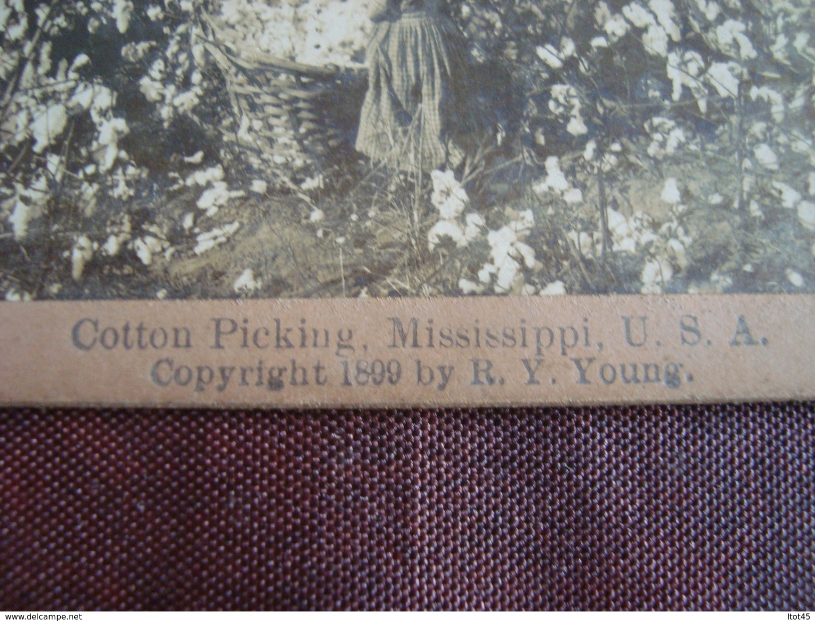 Photo Stéréoscopiques COTTON PICKING MISSISSIPPI U S A Copyright 1899 By R Y Young THE GREAT WESTERN VIEW - Fotos Estereoscópicas