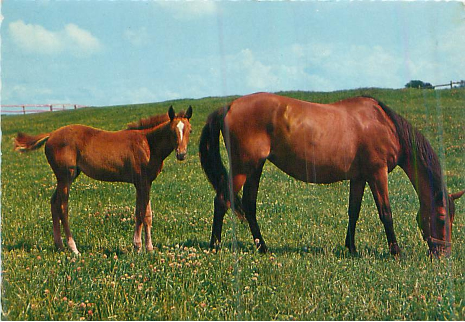 Pferde Fohlen-Horse Foal-poulain Cheval- Ungelaufen - Chevaux