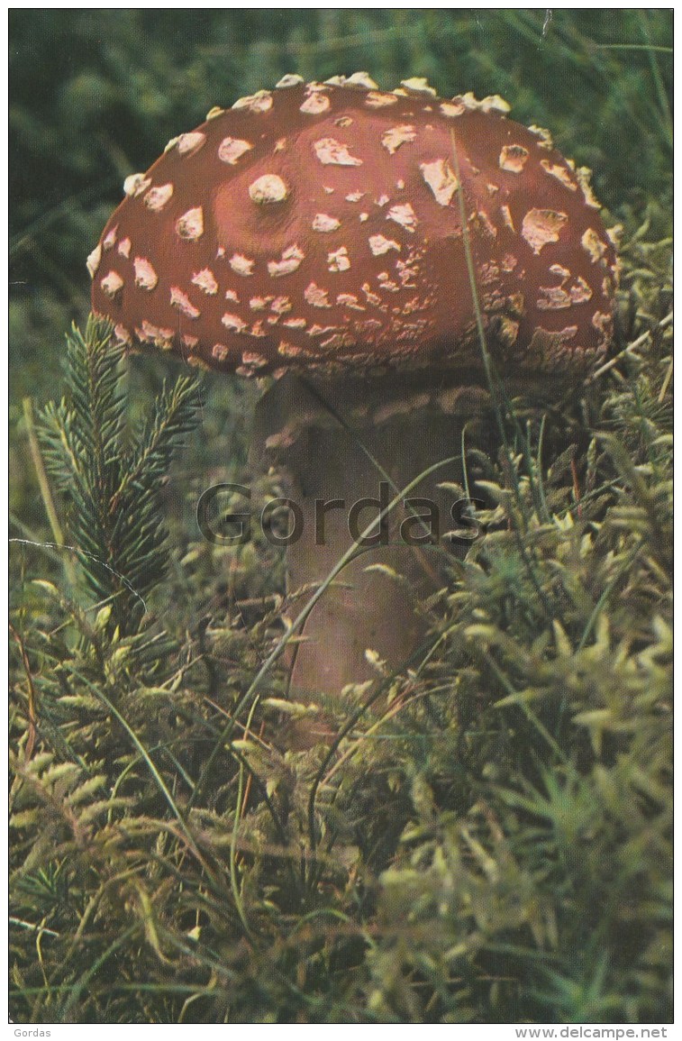 Romania - Mushroom - Mushrooms