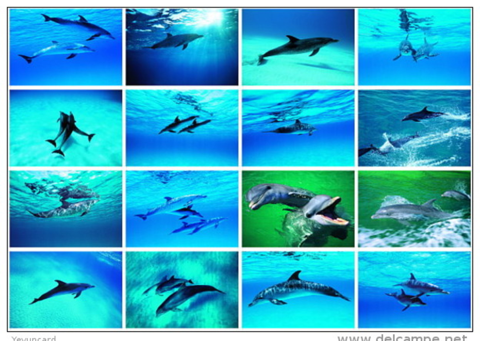 36 Postcards Of Dolphin Dolphins Sea Animal Angel , Postkarte Carte Postale - Dauphins