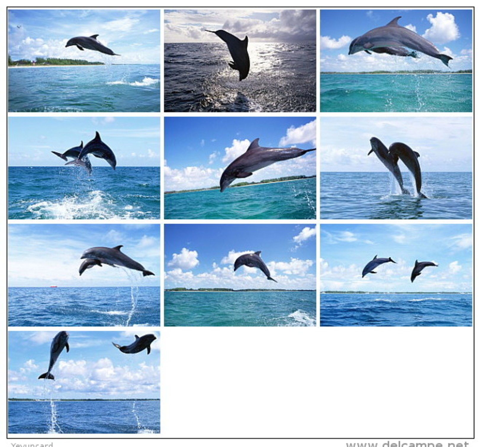 36 Postcards Of Dolphin Dolphins Sea Animal Angel , Postkarte Carte Postale - Dauphins