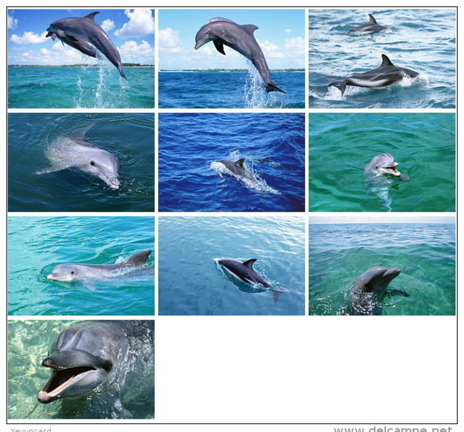 36 Postcards Of Dolphin Dolphins Sea Animal Angel , Postkarte Carte Postale - Dauphins