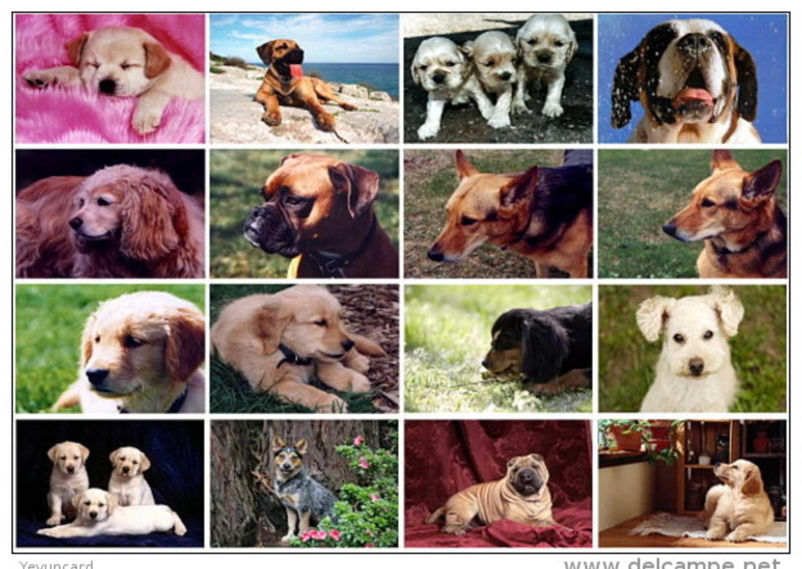 16 Postcards Of Dog Dogs Puppy Animal,  Postkarte Carte Postale - Chiens
