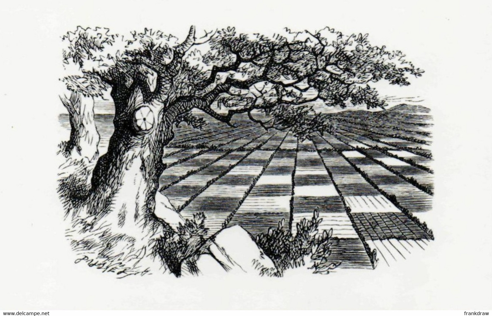 Postcard - Alice From Wonderland - Like A Chess Board Illustration By Sir John Tenniel - New - Other & Unclassified