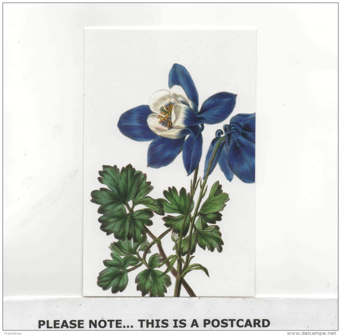 Postcard - Art - Flowers - Edwin Dalton Smith - Aquilegia Glandulosa New - Unclassified