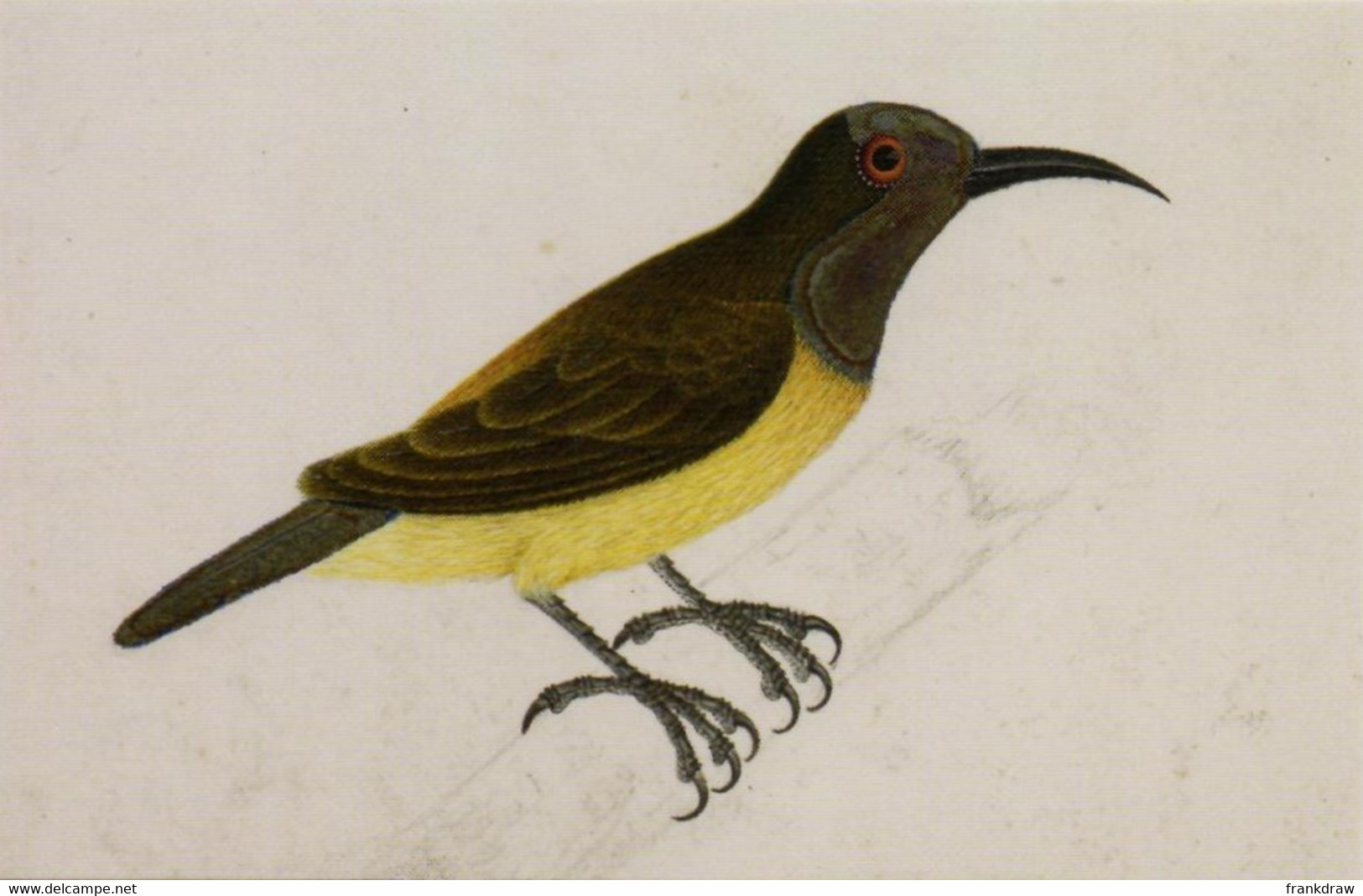 Postcard - Art Birds - Olive-Backed Or Yellow-Breasted Sunbird Found In Sumatra Water Colour By J. Briois New - Vogels