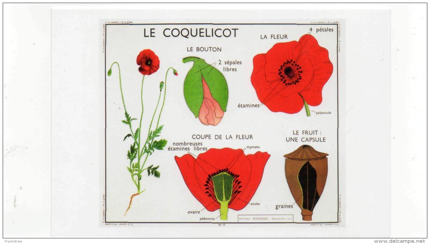 Postcard - Art Of Instruction - Poppy 1955  New - Non Classificati