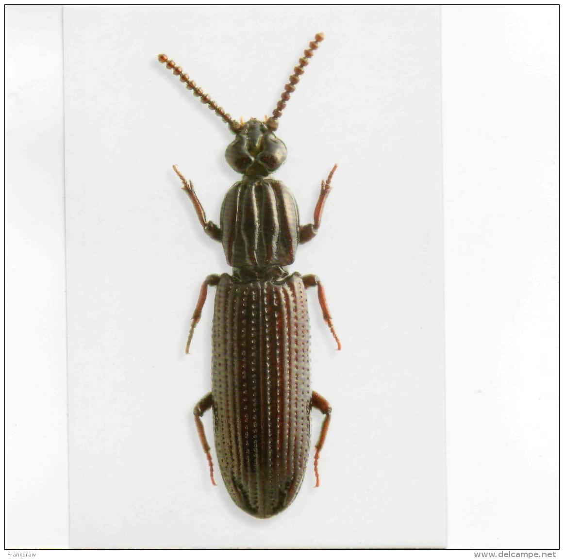 Postcard - Beetles - American Crudely Carved Wrinkle Beetle New - Unclassified