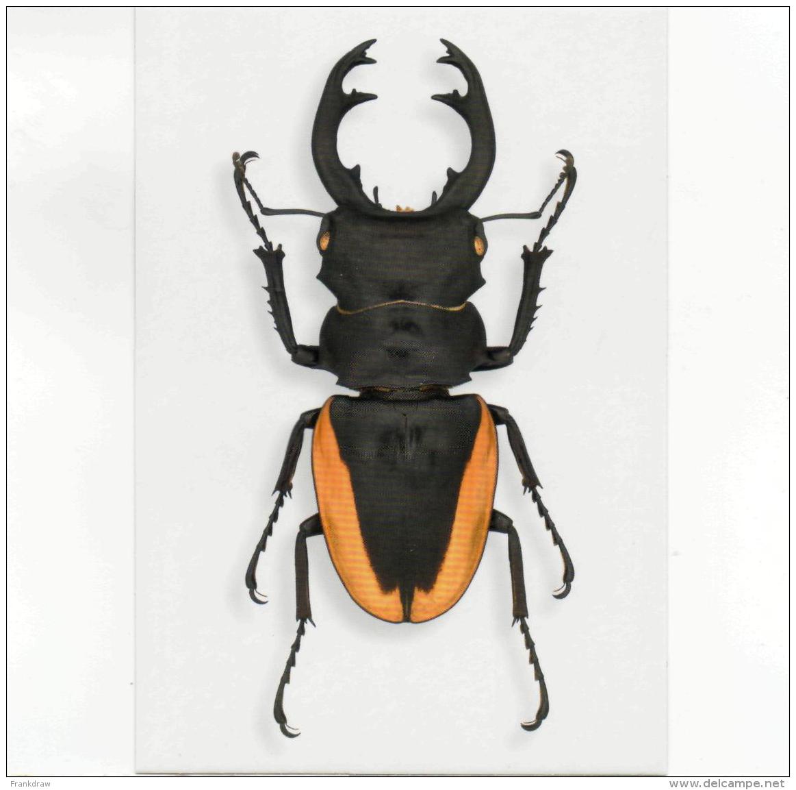 Postcard - Beetles - Odontolabis Cuvera Found In India &amp; Most Of Asia New - Ohne Zuordnung