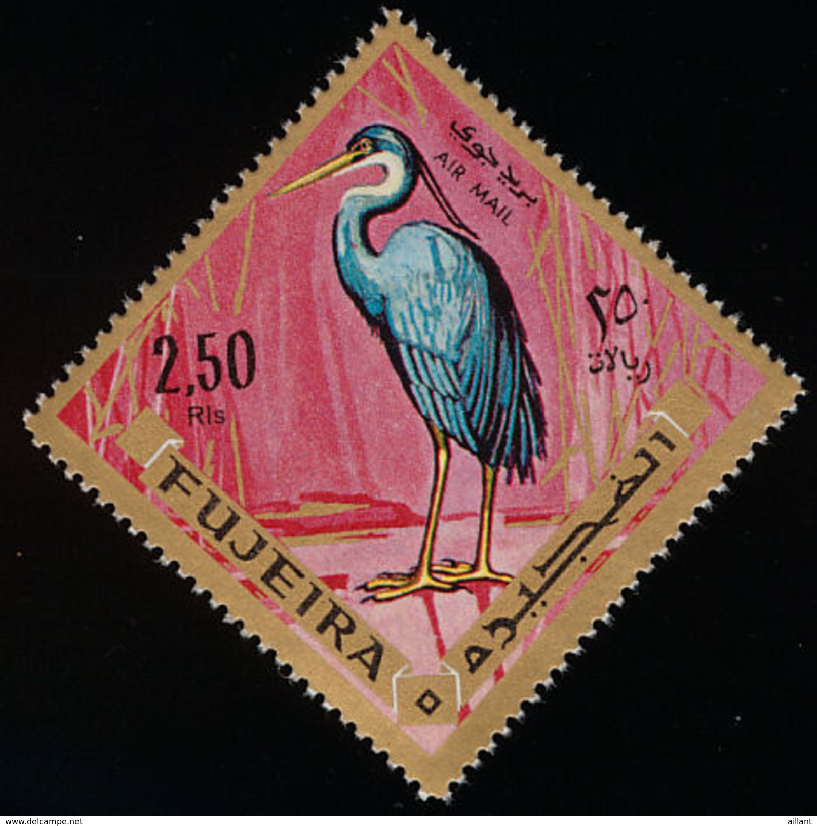 Fujeira. 1969.  Western Reef Heron    Egretta Gularis - Storchenvögel