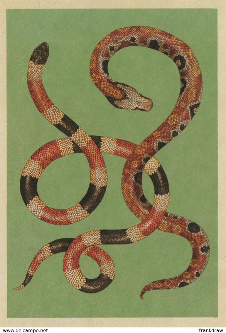 Postcard - Animalium - Arizona Coral Snake,Blood Python - NEW - Autres & Non Classés