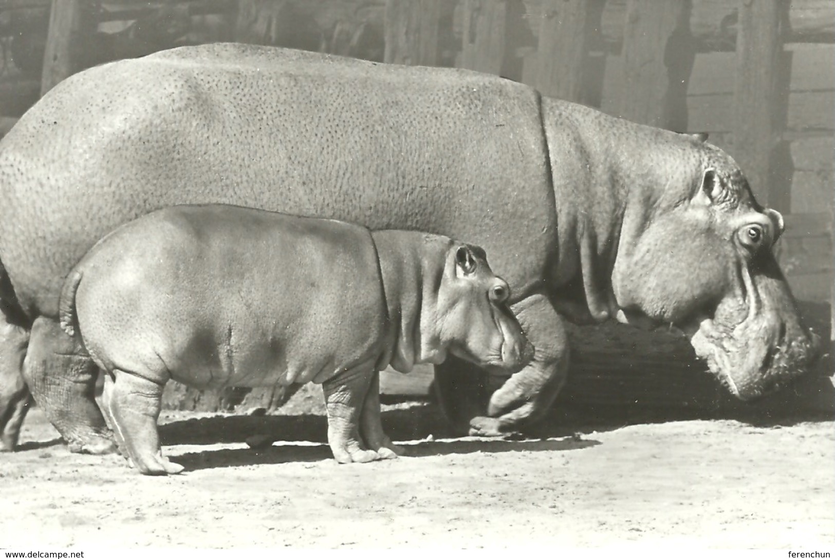 HIPPOPOTAMUS * BABY HIPPO * ANIMAL * ZOO & BOTANICAL GARDEN * BUDAPEST * KAK 0203 803 * Hungary - Hippopotames