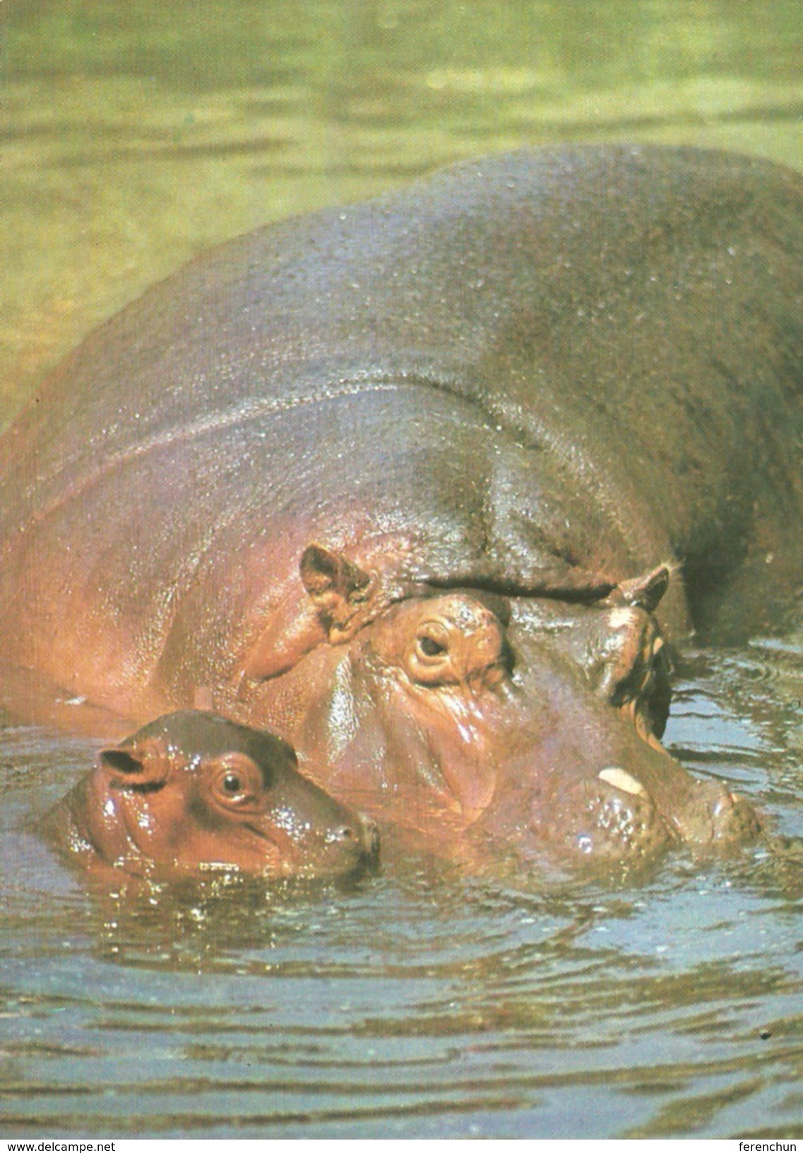 HIPPOPOTAMUS * BABY HIPPO * ANIMAL * KAK 0078 831 * Hungary - Ippopotami