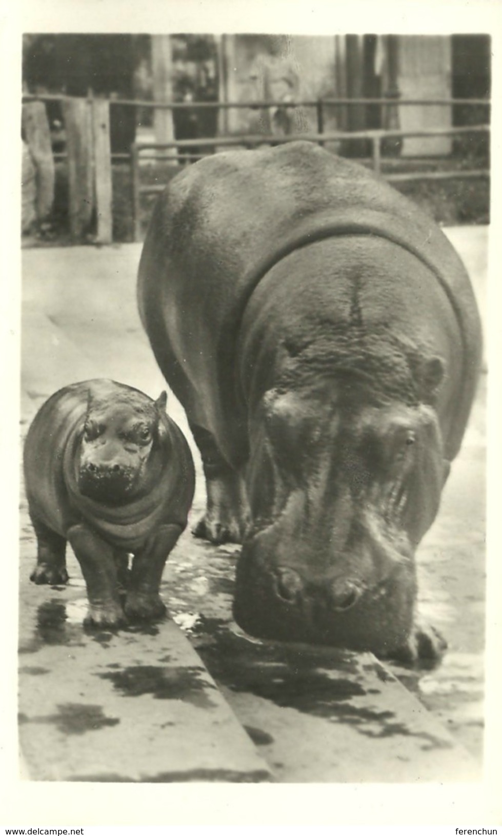 HIPPOPOTAMUS * BABY HIPPO * ANIMAL * ZOO & BOTANICAL GARDEN * BUDAPEST * KA 460 12 1 * Hungary - Nijlpaarden