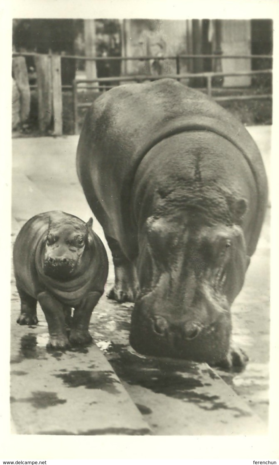 HIPPOPOTAMUS * BABY HIPPO * ANIMAL * ZOO & BOTANICAL GARDEN * BUDAPEST * KA 460 12 1 * Hungary - Ippopotami