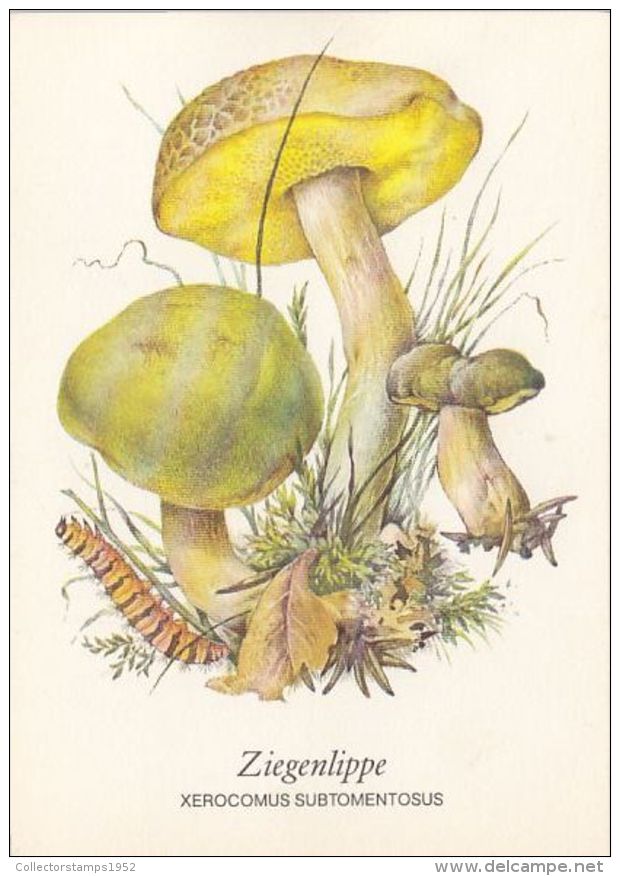 56419- MUSHROOMS - Mushrooms