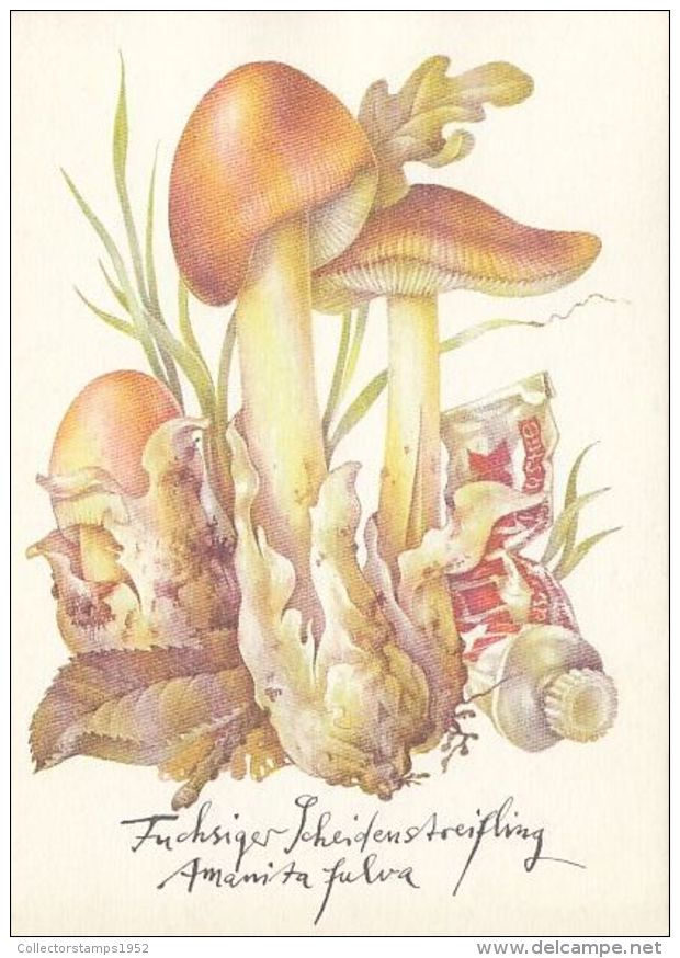 56427- MUSHROOMS - Mushrooms