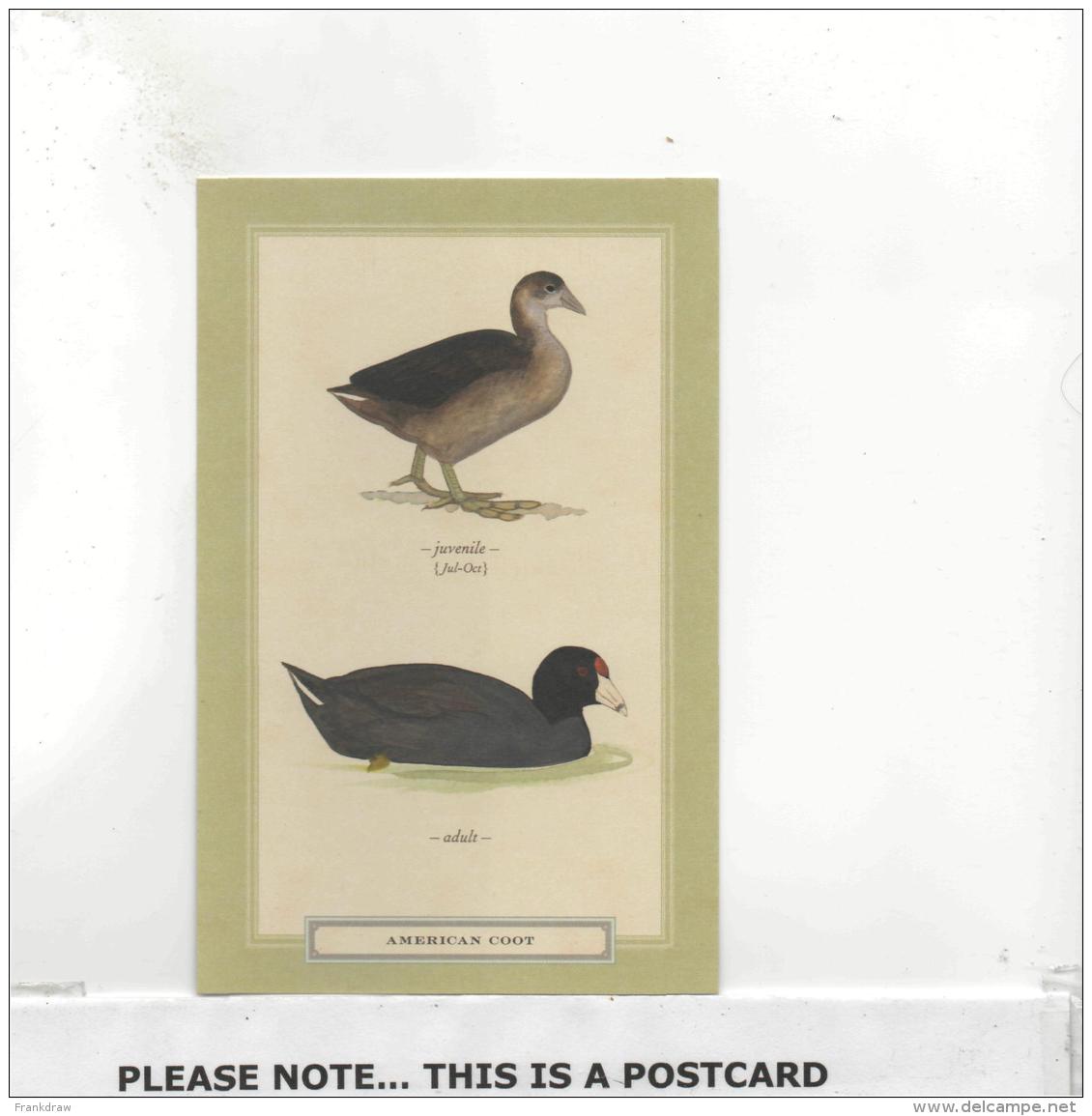 Postcard - David Sibley Birds - American Coot New Unused - Unclassified