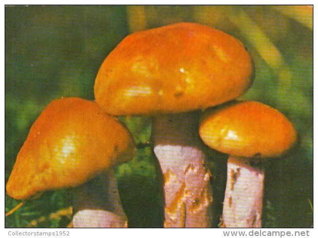 56446- MUSHROOMS - Mushrooms