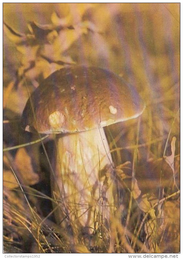 56449- MUSHROOMS - Mushrooms