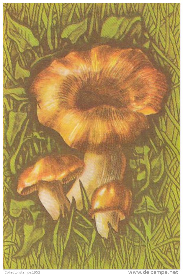 56453- MUSHROOMS - Mushrooms