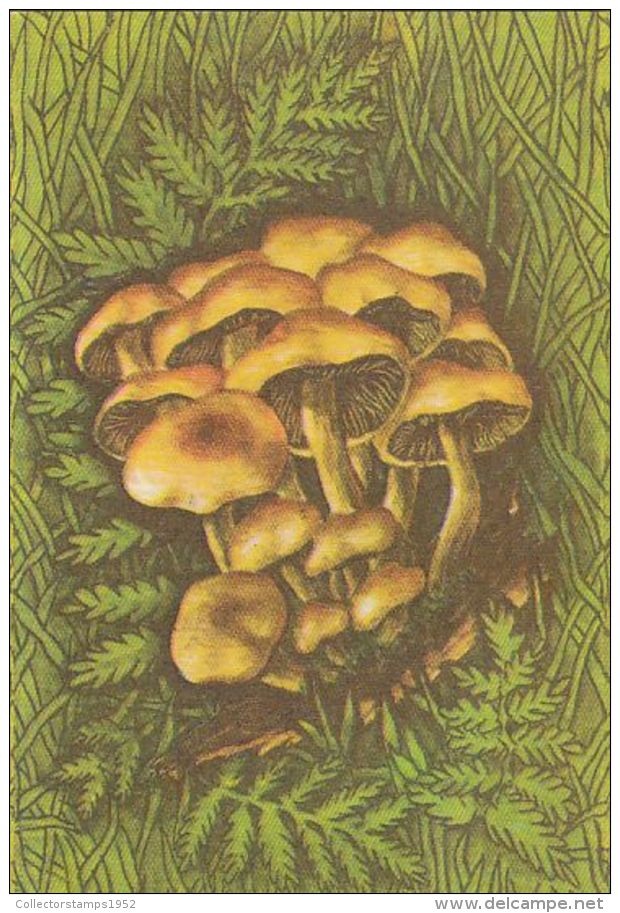 56455- MUSHROOMS - Pilze