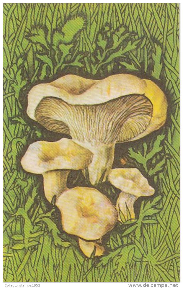 56457- MUSHROOMS - Pilze