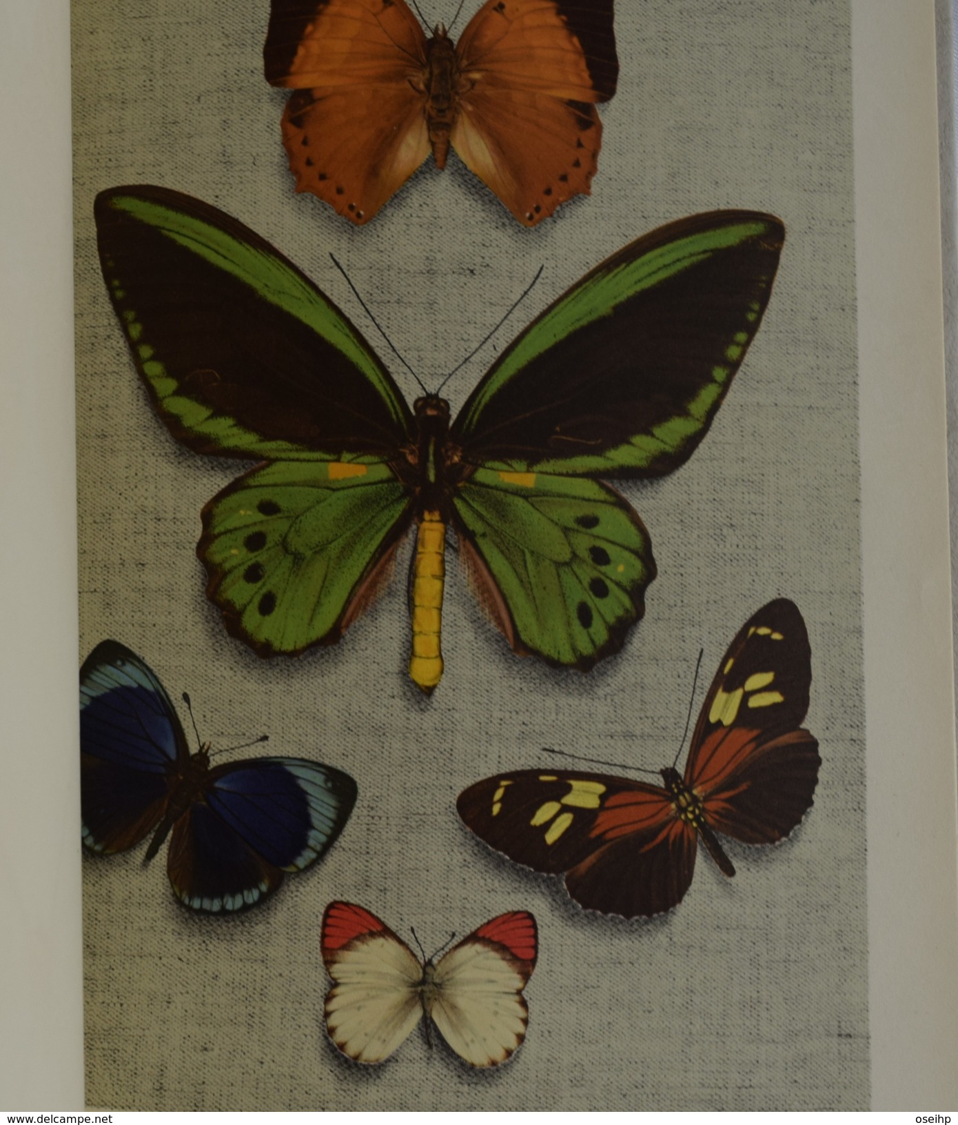 SPLENDEUR DES PAPILLONS 1938 12 Planches Papillons Exotiques Texte De Colette Collection Iris Plon Papillon Livre Ancien - 1901-1940