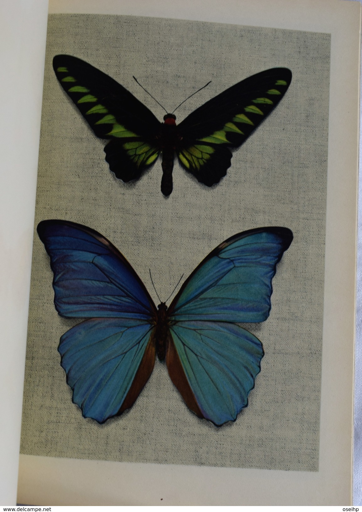 SPLENDEUR DES PAPILLONS 1938 12 Planches Papillons Exotiques Texte De Colette Collection Iris Plon Papillon Livre Ancien - 1901-1940