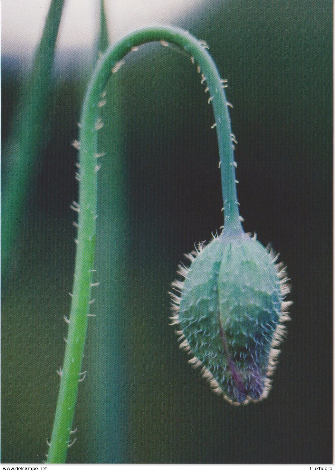 Denmark Postcard Issued For Mi 1650 - Summer Flowers - Papaver Rhoeas - 2011 - Sonstige & Ohne Zuordnung