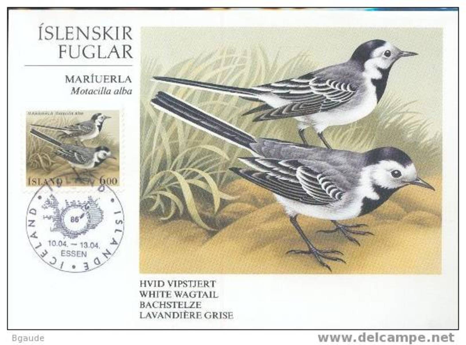 ISLANDE CARTE Maximum  NUM YVERT  597 OISEAUX - Tarjetas – Máxima