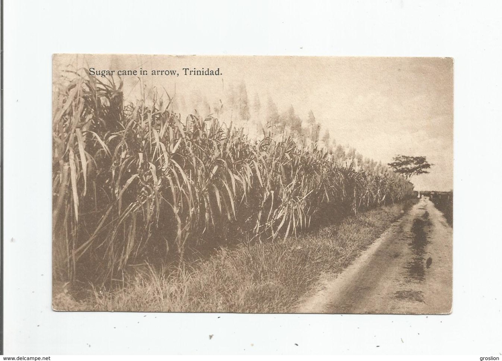 TRINIDAD (TRINITE ET TOBAGO) SUGAR CANE IN ARROW - Trinidad