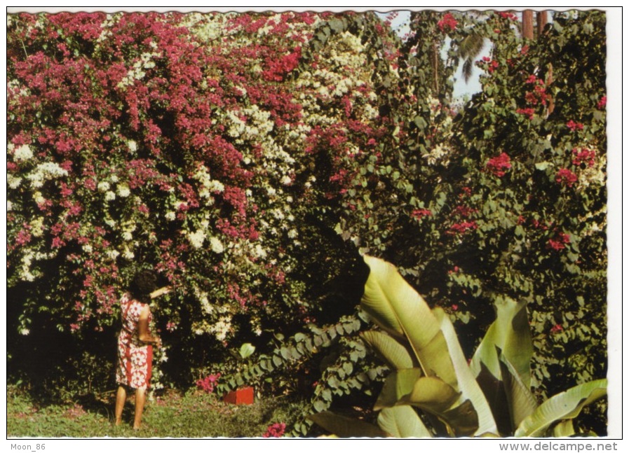 GUYANE - CAYENNE -  FEMME DANS UN JARDIN - Cayenne