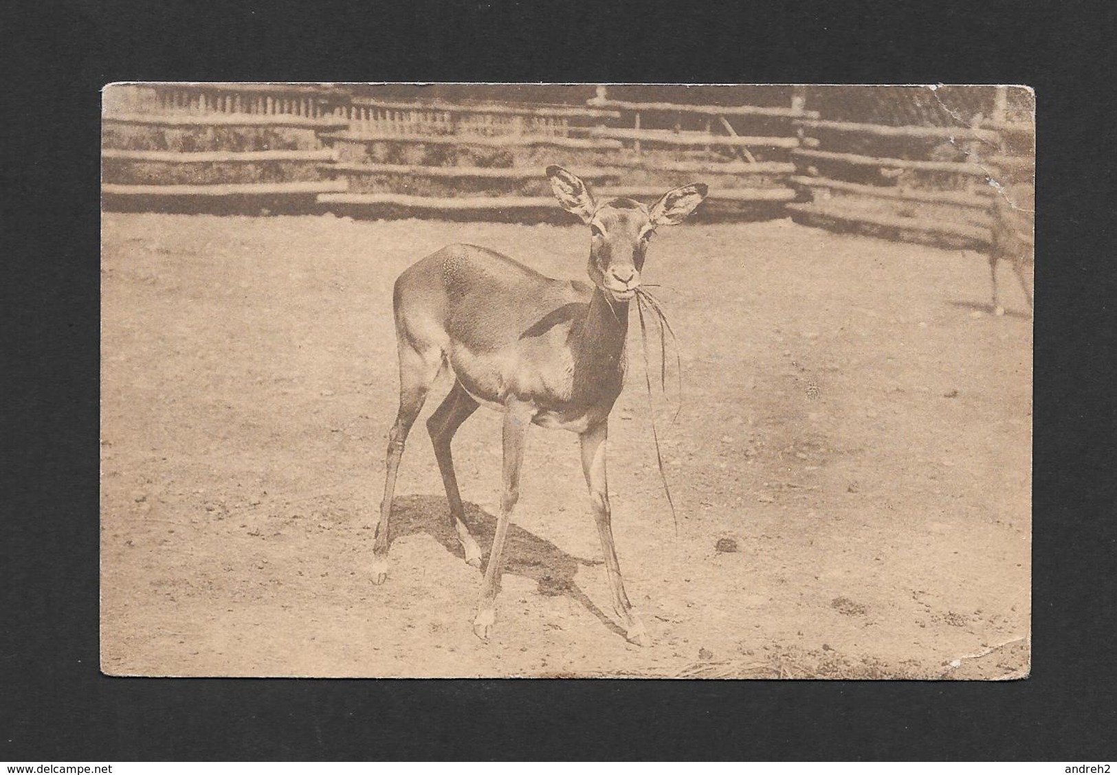 ANIMALS - ANIMAUX - PETIT CHEVREUIL - SCOTTISH ZOOLOGICAL PARK IMPALA - PHOTO T.H. GILLESPIE - Autres & Non Classés