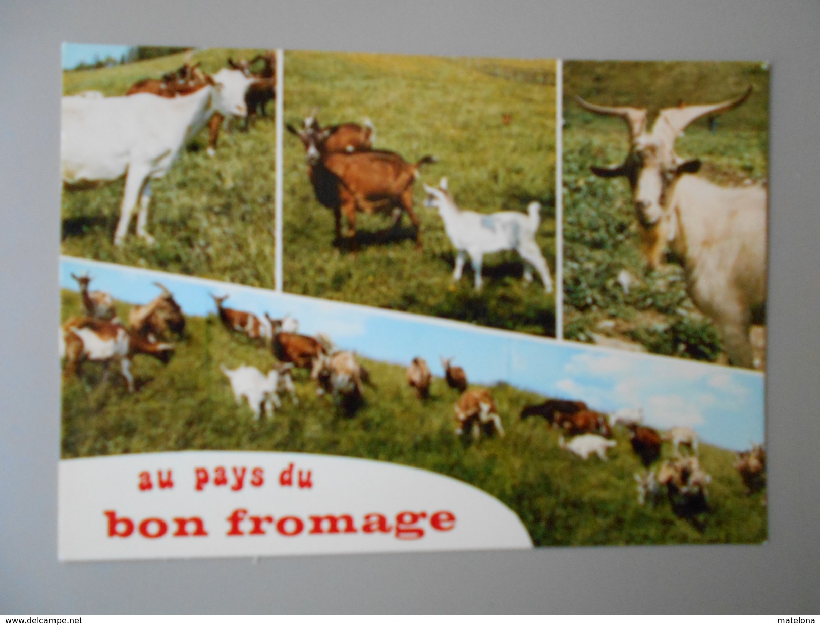 AGRICULTURE CHEVRES AU PAYS DU BON FROMAGE - Elevage