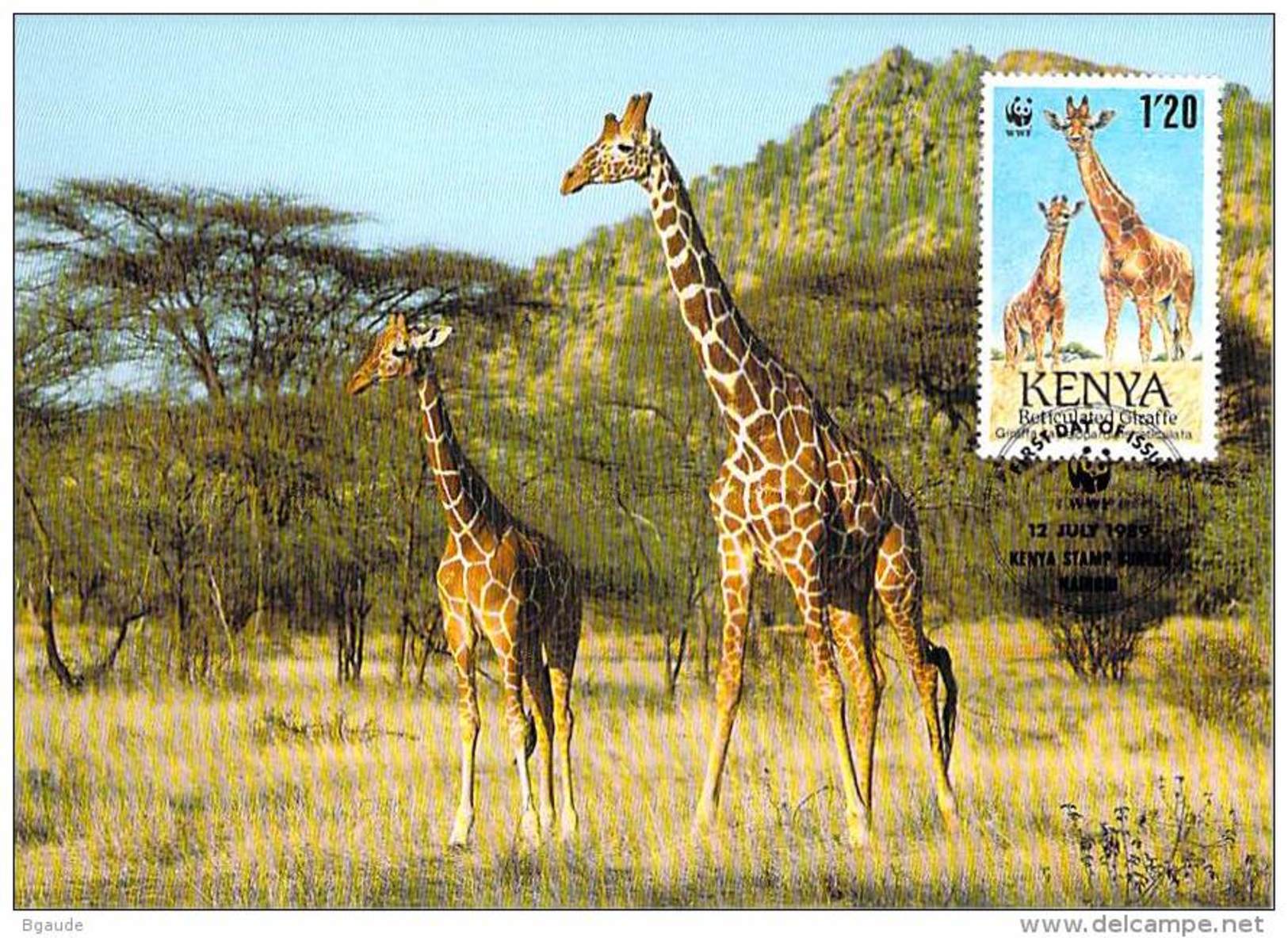 KENYA   WWF CARTE MAXIMUM NUM.YVERT  474  PROTECTION DE LA NATURE GIRAFE - Maximumkarten