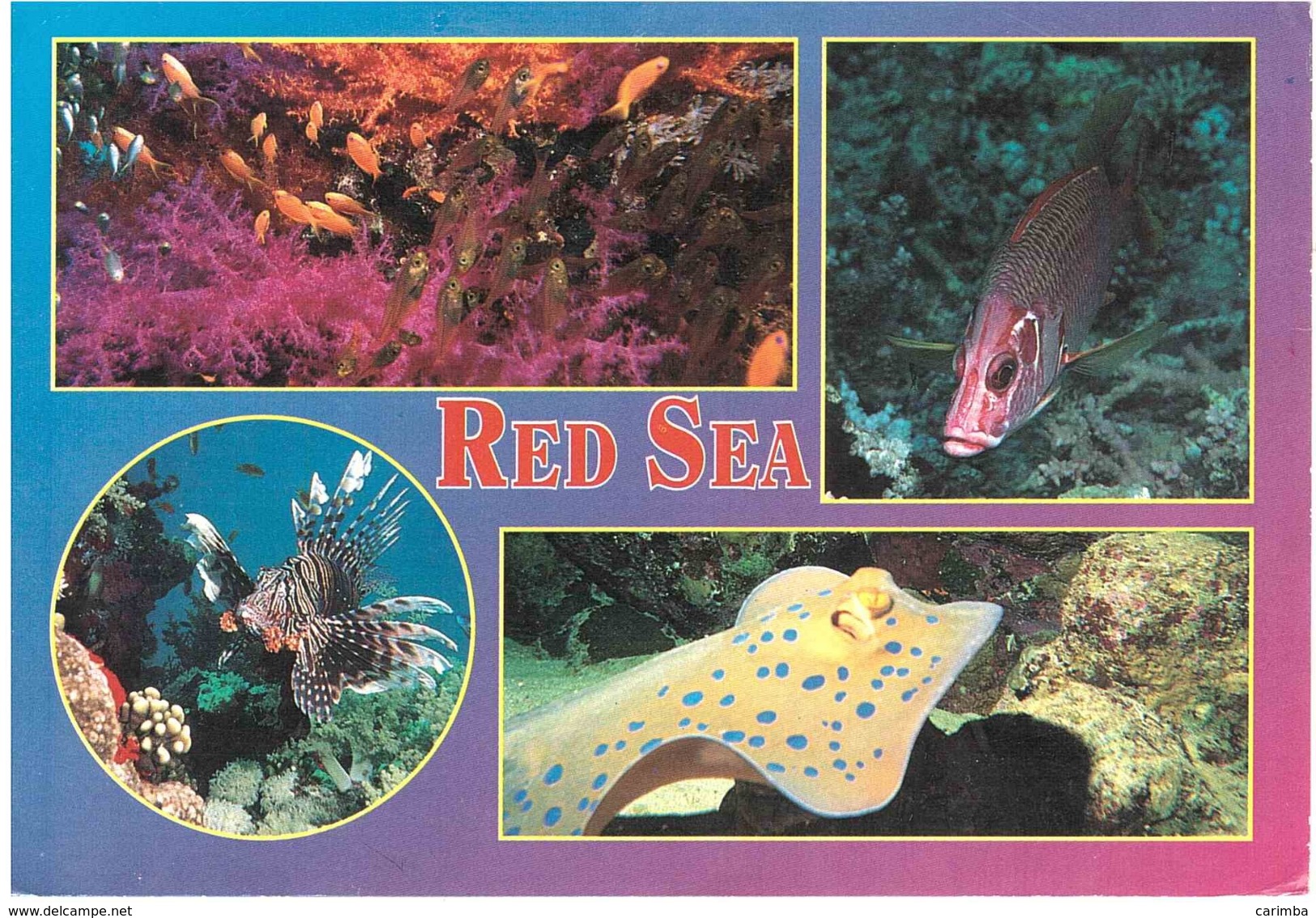 RED SEA - Sharm El Sheikh