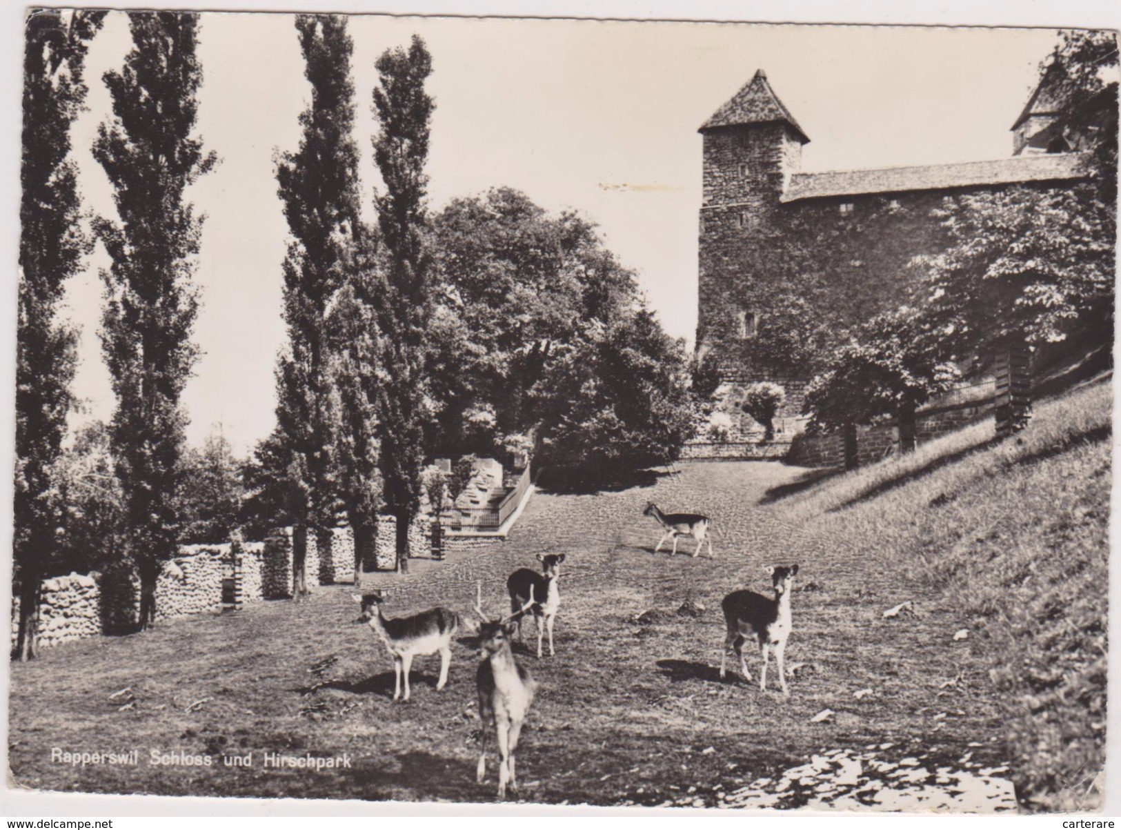 SUISSE,HELVETIA,SWISS,SWITZERLAND,SCWEIZ,SVIZZERA,SAINT GALL,GALLEN,PARC ZOOLOGIQUE ANIMALIER,BICHE,HIRSCHPARK - San Gallo