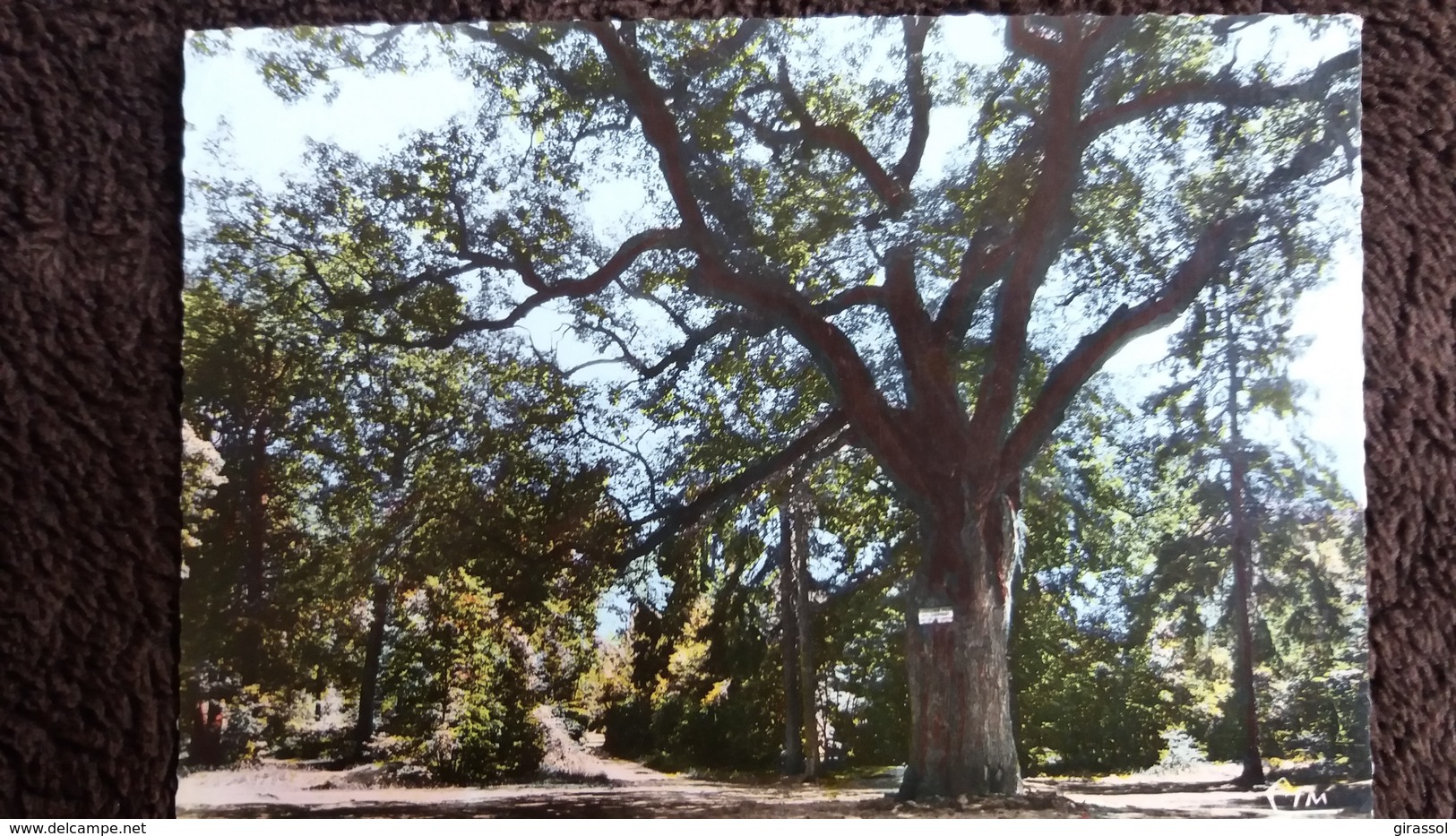 CPSM LE CHENE PRIEUR DE SOISY SUR SEINE ESSONNE - Arbres