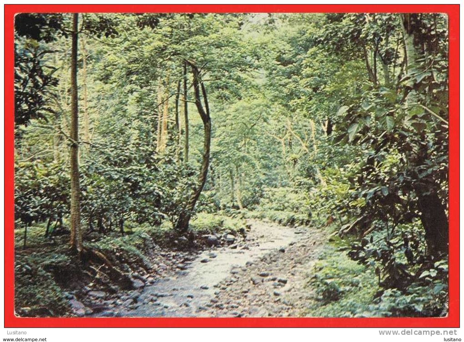 S. Tomé And Principe - Cacaoyère - Cacaueiros Cocoa  Tree - 1960s ( 2 Scans ) Portugal Colonial - Sao Tome En Principe