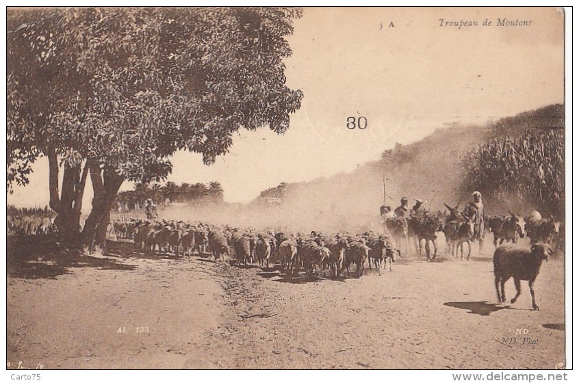 Algérie - Alger - Troupeau De Moutons Elevage - Cachet Alger 1908 - Scenes