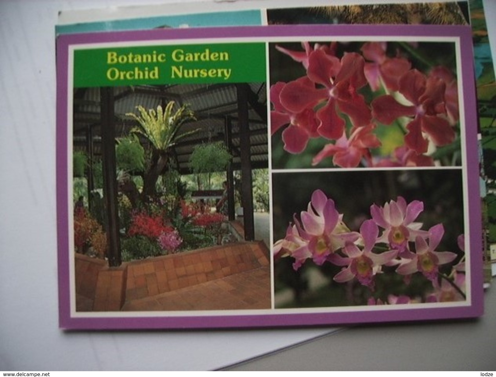 Singapore Botanic Garden Orchid Nursery - Singapore