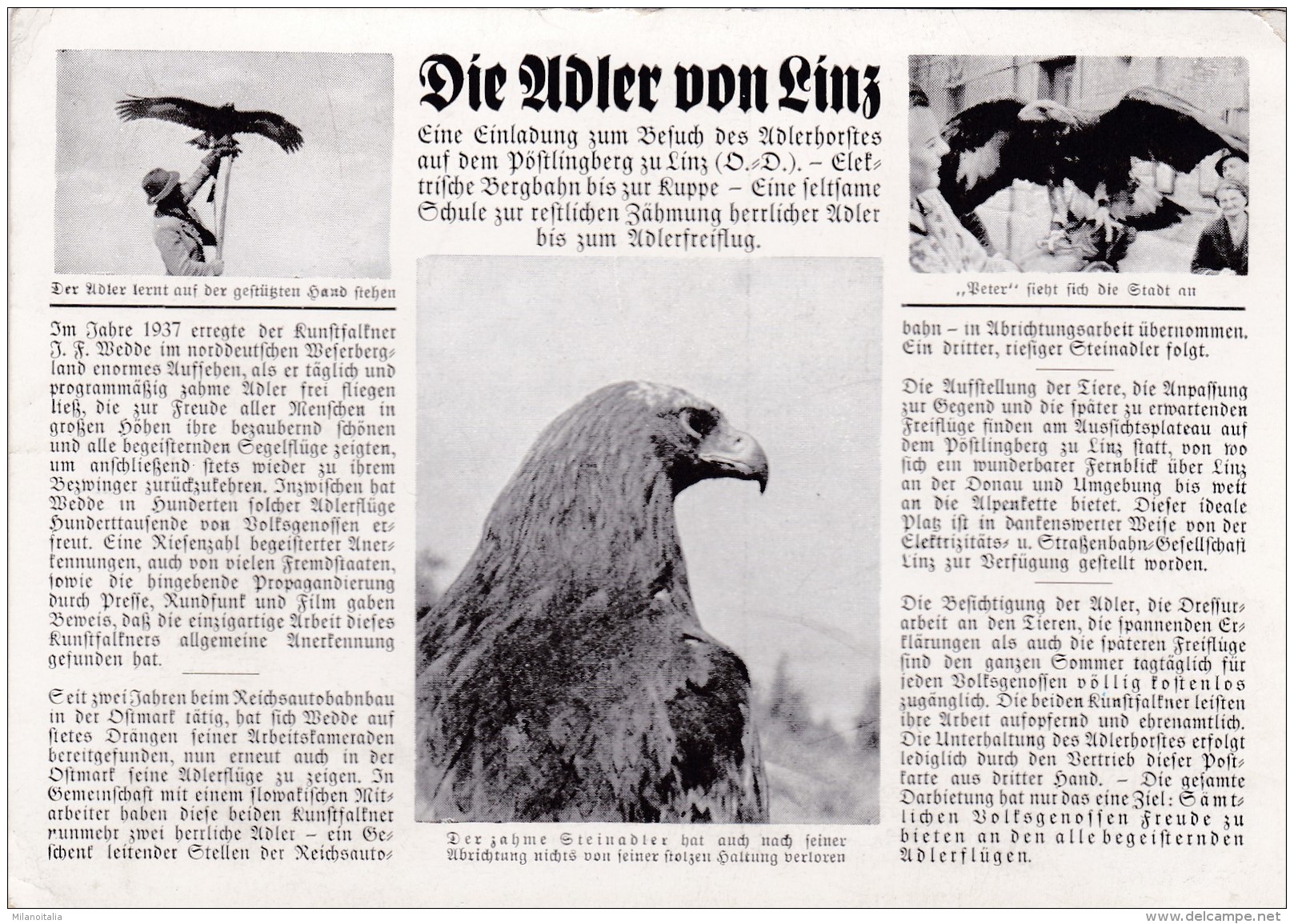 Die Adler Von Linz - Pöstlingberg - Linz Pöstlingberg