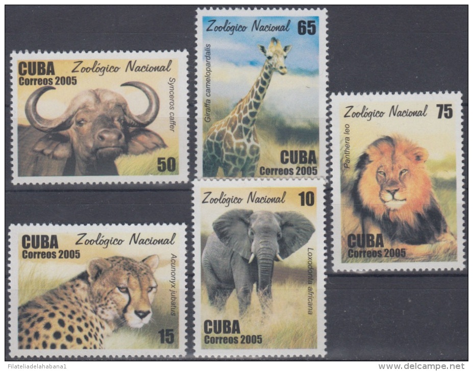 2005.52 CUBA MNH 2005. ZOOLOGICO ZOO LION FELINES TIGRE TIGER ELEFANTE ELEPHANT JIRAFA URO - Unused Stamps