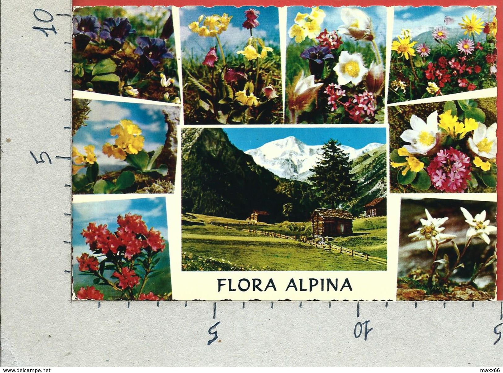 CARTOLINA VG ITALIA - FIORI - Flora Alpina - CECAMI 211 - 10 X 15 - ANN. 1974 - Fleurs