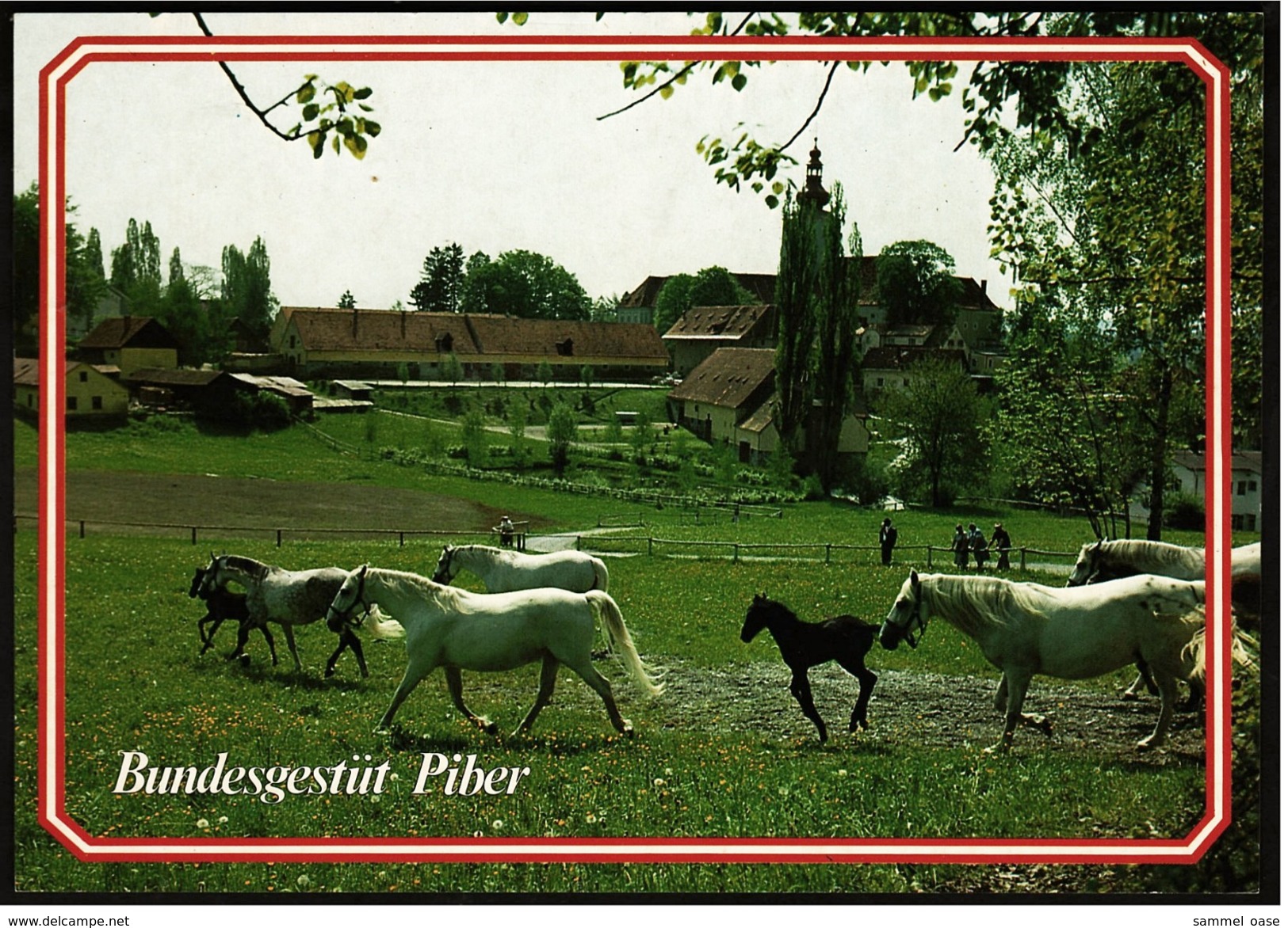 Piber Bundessgestüt Steiermark  -  Lippizianer Zucht- Und Ausbildungsbetrieb  -  Ansichtskarte Ca.1980  (6670) - Schramberg